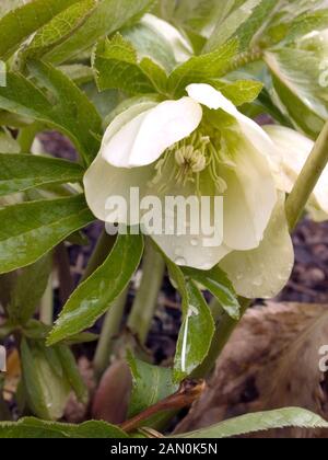 HELLEBORUS ORIENTALIS DAMA BIANCA Foto Stock