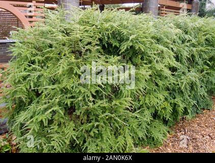 TSUGA CANADENSIS HEDGE (Canadian HEMLOCK) Foto Stock