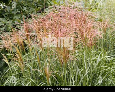 MISCANTHUS SINENSIS ROTSILBER Foto Stock