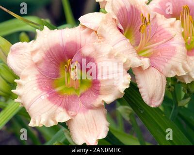 HEMEROCALLIS JANICE BROWN Foto Stock