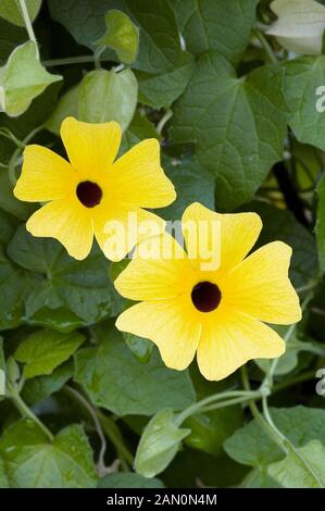 THUNBERGIA ALATA STELLA DI LIMONE Foto Stock