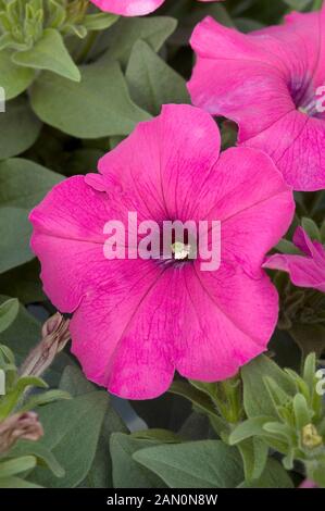 La PETUNIA HURRAH ROSE Foto Stock