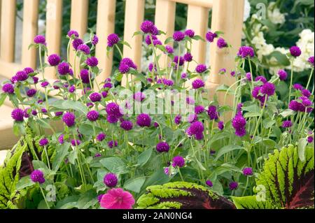 GOMPHRENA GLOBOSA TUTTO VIOLA Foto Stock