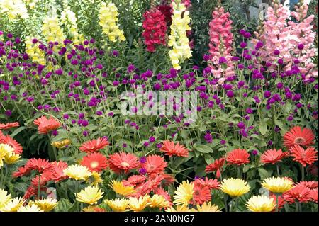 GOMPHRENA GLOBOSA TUTTO VIOLA Foto Stock