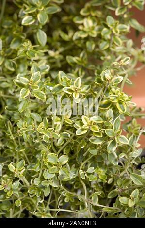 THYMUS CITRIODORUS AUREUS Golden Lemon Foto Stock