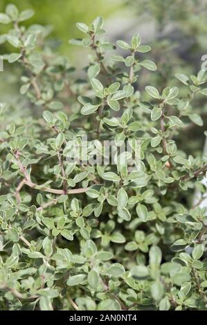 THYMUS CITRIODORUS AUREUS argento refilato Foto Stock