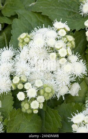 AGERATUM HOUSTONIANUM HAWAII WHITE Foto Stock