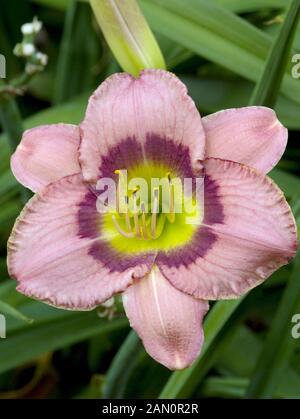 HEMEROCALLIS SEMPRE POMERIGGIO Foto Stock