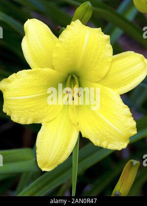 HEMEROCALLIS FLUTTER VERDE Foto Stock