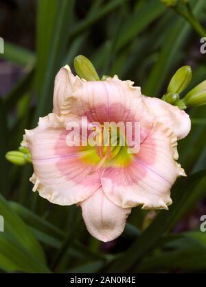 HEMEROCALLIS JANICE BROWN Foto Stock