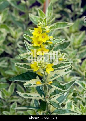 LYSIMACHIA PUNCTATA ALEXANDER Foto Stock