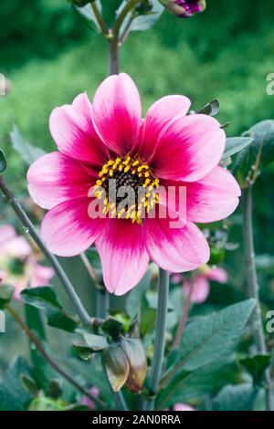 DAHLIA CLASSIC GISELLE Foto Stock