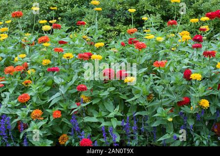 ZINNIA ELEGANS BENARY gigante del MIX Foto Stock