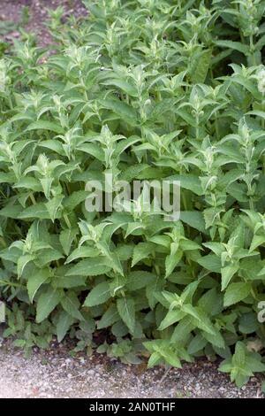 MENTHA LONGIFOLIA HORSEMINT Foto Stock