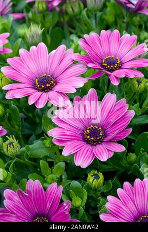 OSTEOSPERMUM serenità viola scuro Foto Stock