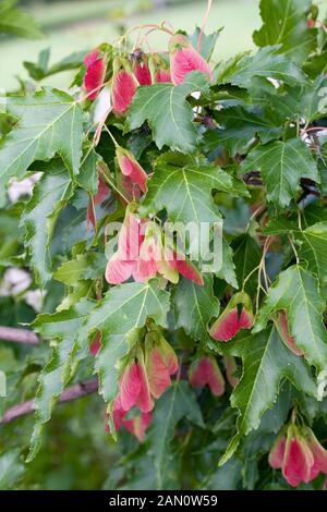 ACER GINNALA braci Foto Stock