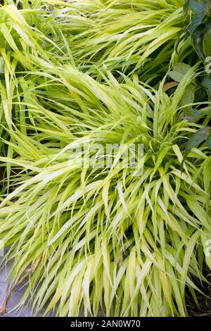 HAKONECHLOA MACRA tutti d'oro Foto Stock