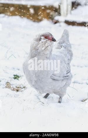 Scelta libera di razza pura lavanda vera (Auto Blu) Ameraucana lavanda o gallina Araucana passeggiate nel cortile durante una tempesta di neve. Messa a fuoco selettiva su chooks Foto Stock