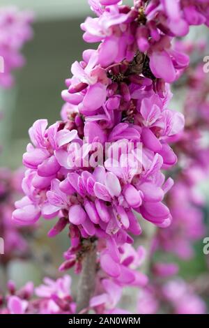 CERCIS CANADENSIS 'AVONDALE' Foto Stock