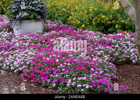 IMPATIENS WALLERANA 'SPLISH SPLASH MIX" Foto Stock