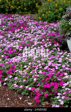 IMPATIENS WALLERANA 'SPLISH SPLASH MIX" Foto Stock