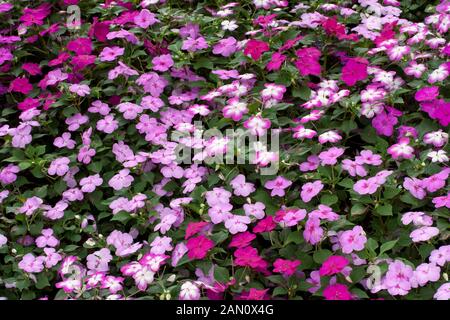 IMPATIENS WALLERANA 'SPLISH SPLASH MIX" Foto Stock