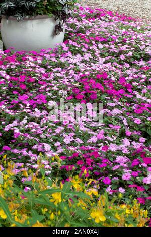 IMPATIENS WALLERANA 'SPLISH SPLASH MIX" Foto Stock