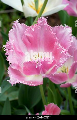 TULIPA "Huis ten Bosch' Foto Stock