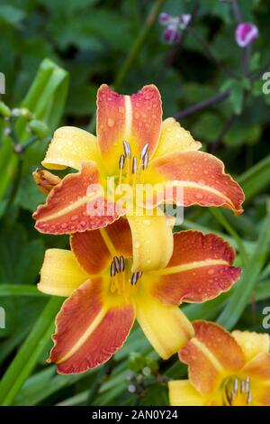 HEMEROCALLIS 'Frans Hals' Foto Stock