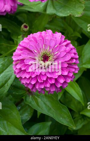 ZINNIA ELEGANS 'VIOLA PRINCE' Foto Stock