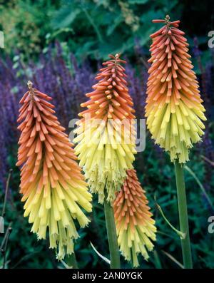 KNIPHOFIA 'ROYAL' STANDARD (RED HOT POKER 'ROYAL STANDARD) Foto Stock