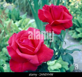 ROSA FRAGRANTE CLOUD Foto Stock