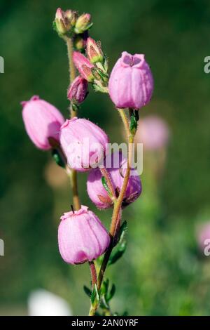 DABOECIA CANTABRIA 'rosa' BLUM Foto Stock