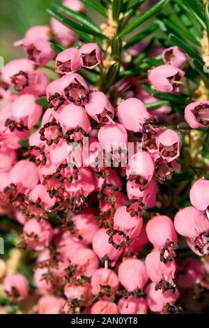 ERICA VAGANS 'KEIRA' Foto Stock