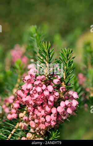 ERICA VAGANS 'KEIRA' Foto Stock