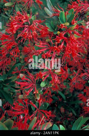 EMBOTHRIUM COCCINEUM cileno boccola antincendio Foto Stock