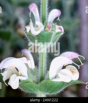 SALVIA ARGENTEA Foto Stock