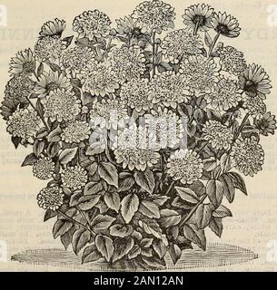 Catalogo di R & J Farquhar & Co 1894 : piante di semi testate affidabili bulbi concimi utensili ecc. ANEMONI GIAPPONESI TEMPRATI; PIANTE. Queste belle e imponenti piante autunnali non possono essere troppo lodate. Le piante raggiungono un'altezza di due - tre piedi e i loro fiori graziosi, grandi, a forma di tazza areestremamente attraenti e numerosi, rimanendo bei fino al gelo. Dovrebbero essere in Everygarden.Anemone Japonica Alba. Onorato Johert. Grande, bianco puro, con centro giallo. Ciascuno, 20 centesimi; dozzina, 2,00 dollari, via mail.Anemone Japonica Rosea. Fiori rosa, molto bella. Ciascuno, 20 centesimi; dozzina, 2,0 dollari Foto Stock