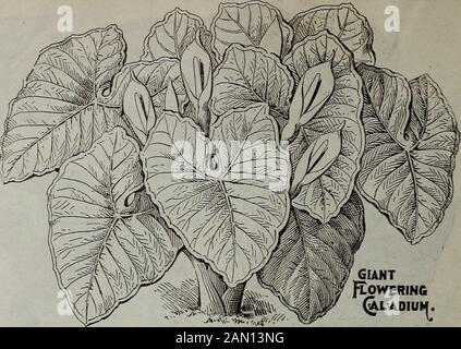 Catalogo combinato infantile per il 1910 : semi di fiori semi di ortaggi bulbi estivi bulbi induriti e piante piante piante casa arbusti nuovi frutti e bulbi olandesi o pieni . coniato nella canna. Fiori di buone dimensioni, capriate e ramificate. A distanza questa varietà ap-Pere bianco e per tutti gli scopi pratici in coloreffect può essere utilizzata. Verde fogliame. Nano di abitudine. Professor Hanfstangle - fioriture di eccezionale sizeborne in capriate molto grandi e ramificate; petalsalmost come largo come lungo. Colore una tonalità unica di rosa profonda che sfuma ad un colore più chiaro alla base dei fiori. Stadtgartner Brenn Foto Stock