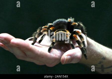 Brachypelma hamorii è una specie di tarantula che si trova in Messico è anche chiamato canna messicana bisogno tarantula . ZSL London Zoo ospita più di 580 specie. È un requisito della licenza dello zoo di Londra ZSL per avere una revisione annuale che richiede quasi una settimana e condividere tutte le informazioni tramite una base dati denominata Species 360, dove viene utilizzata per gestire la conservazione in tutto il mondo programmi di allevamento per gli animali in pericolo . Foto Stock