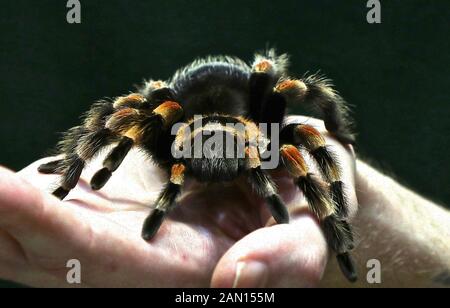 Brachypelma hamorii è una specie di tarantula che si trova in Messico è anche chiamato canna messicana bisogno tarantula . ZSL London Zoo ospita più di 580 specie. È un requisito della licenza dello zoo di Londra ZSL per avere una revisione annuale che richiede quasi una settimana e condividere tutte le informazioni tramite una base dati denominata Species 360, dove viene utilizzata per gestire la conservazione in tutto il mondo programmi di allevamento per gli animali in pericolo . Foto Stock