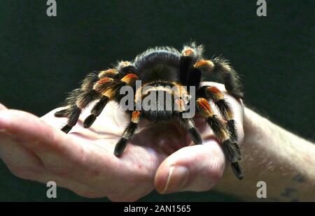 Brachypelma hamorii è una specie di tarantula che si trova in Messico è anche chiamato canna messicana bisogno tarantula . ZSL London Zoo ospita più di 580 specie. È un requisito della licenza dello zoo di Londra ZSL per avere una revisione annuale che richiede quasi una settimana e condividere tutte le informazioni tramite una base dati denominata Species 360, dove viene utilizzata per gestire la conservazione in tutto il mondo programmi di allevamento per gli animali in pericolo . Foto Stock