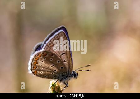 Delicato Turchese Blue Butterfly (Polyommatus (Plebicula) dorylas) Arroccato su una testa di fiore in Sardegna. Foto Stock