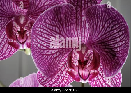 Close-up di due fiori di un colore magenta butterfly orchid Foto Stock