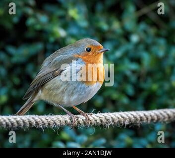 Unione Pettirosso appollaiato su una fune (Erithacus rubecula) Foto Stock