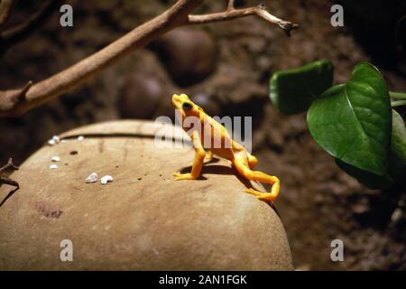 Golden poison frog Foto Stock