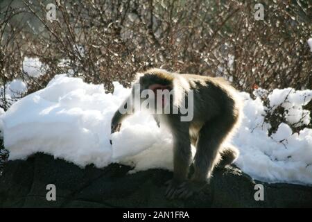 Macaque giapponese nella neve Foto Stock