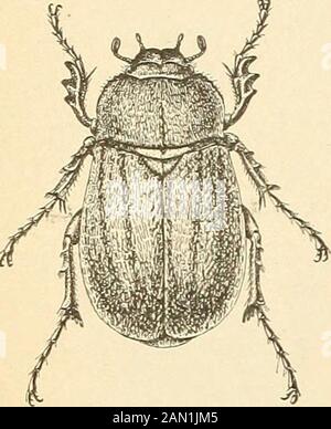 Rapporto su insetti di cotone vari in Texas . 7, Tex., gli scarabei che hanno aumentato i numeri per parecchi anni precedenti a 1895.It è evidentemente più abbondante nel Texas nordoccidentale e non ha beenosservato ad est di Cooke Count v.. Fig. 7.-Lachnosterna lanceo-lata: Femmina-somethatlarged (autori illustratore). LACHNOSTERXA LANCEOLATA Dire. (Fig. 7.) Questa specie, un po' più piccola del precedente, è di colore marrone ed è ben rivestita di peli grigi. Gli esemplari sono stati ricevuti il 5 luglio 1903, da Dhanis, Tex., dove, in gran numero, avevano arrecato notevoli danni al cotone. Barbabietola Foto Stock