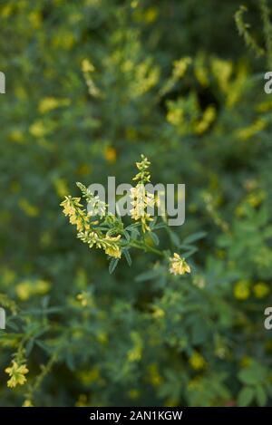 Fiore giallo di Melilotus officinalis Foto Stock