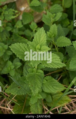 Fresche foglie e fiori di Melissa officinalis Foto Stock